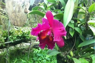 Cây lan nghìn đô 15 năm mới nở hoa ở Hà Nội