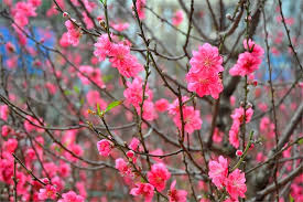 Kỹ thuật trồng lại cây đào sau Tết Nguyên Đán 