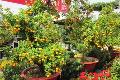 Kỹ thuật trồng lại quất cảnh sau Tết Ất Mùi