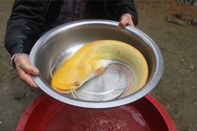 Danh sách 9 loài động vật cực quý hiếm trên thế giới