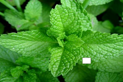 Húng quế giúp giảm stress hiệu quả