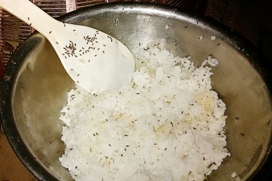 Côn trùng lạ khiến người dân Bình Định hoang mang