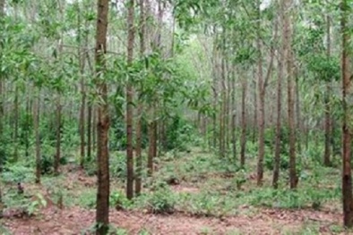 Lời khai thú tính của hai gã trai giết người đốt xác rừng tràm