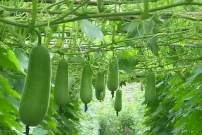 Ăn nhiều bí đao gây hại cho hệ tiêu hóa