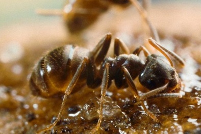 Câu chuyện về ‘nhà vệ sinh’ của loài kiến đen 