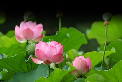 Hoa sen có tác dụng ngừa ung thư 