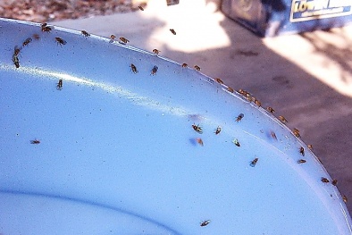 'Danh tính' loài côn trùng lạ khiến người dân Bình Định hoang mang