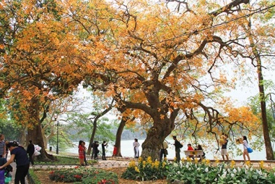 Hà Nội đẹp mê hồn mùa lộc vừng thay lá