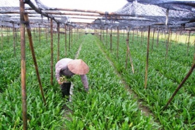 Rau mùi có tác dụng điều trị cảm cúm 