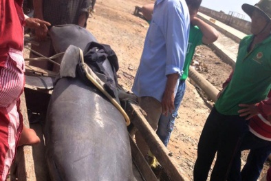 Trưng bày con cá voi giống loài 'cá thần' theo tín ngưỡng ngư dân