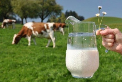 Nguy cơ nhiễm khuẩn từ sữa dê nguyên chất chưa tiệt trùng 