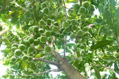 Tìm hiểu cách trồng và chăm sóc cây ‘bạc tỷ’ mang tên mắc ca