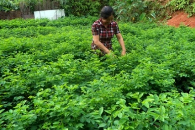 Lợi ích bất ngờ của rau ngót đối với sức khỏe 