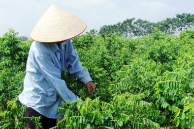 Nguy cơ sẩy thai vì thói quen sử dụng rau ngót