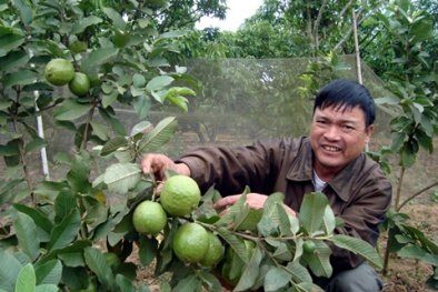 Ăn ổi rất tốt cho hệ tim mạch