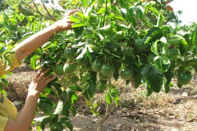 Ăn nhiều chanh leo tăng nguy cơ chảy máu dạ dày