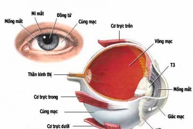 Nghiên cứu công nghệ điều trị tổn thương nhãn cầu mắt đạt giải Kovalevskaia