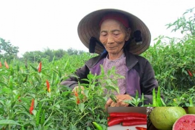 Người mắc bệnh thận nên lưu  ý khi ăn phải hạt ổi và hạt ớt