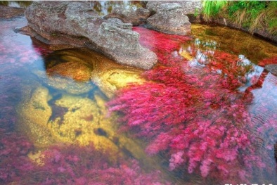 Du ngoạn đến dòng sông 7 sắc đẹp mê hồn