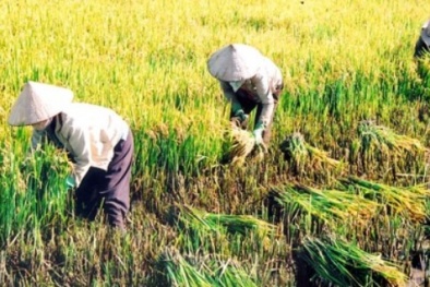 Trên 1/3 dân Việt Nam có thu nhập dưới 3.000 USD/năm
