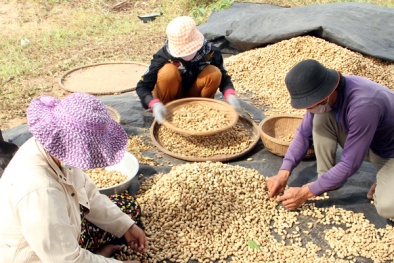 Phát hiện tác dụng kéo dài tuổi thọ của đậu phộng 