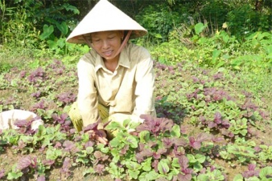 Khám phá công dụng của rau dền đối với sức khỏe