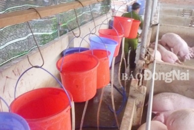 Cơ sở tiêm thuốc an thần, bơm nước vào heo 'lĩnh án' phạt 78 triệu 