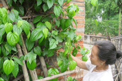 Cách trị đau răng hiệu quả từ lá trầu không 