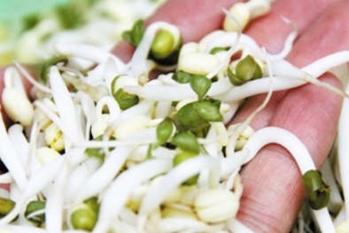 Khám phá công dụng chữa bệnh và làm đẹp của giá đỗ 