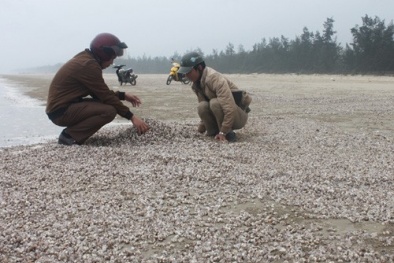 Hàng tấn sò, ốc chết chất thành lớp trên bãi biển Hà Tĩnh
