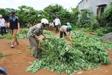 Bị bắt vì trồng nửa tấn cần sa để bán vẫn kêu oan