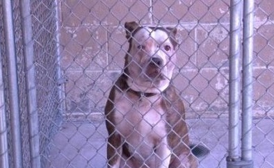  Thú cưng giết ân nhân đang cứu mạng chủ 