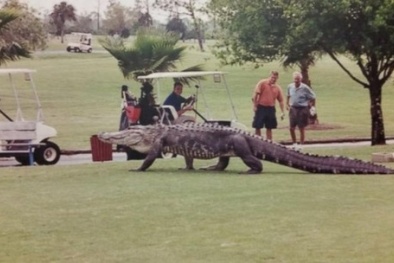 Cá sấu khổng lồ thong dong dạo chơi trong sân golf