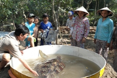 'Cụ rùa' quý hiếm trăm tuổi tại chùa ở Vĩnh Long