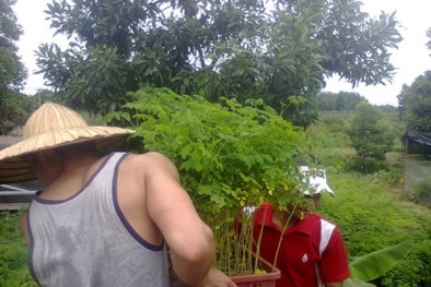 Giá trị dinh dưỡng và chữa bệnh tốt nhờ cây chùm ngây