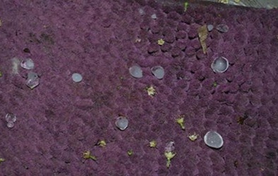 Lào Cai: Người dân nên đề phòng với mưa đá bất thường