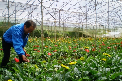 Những loài hoa có độc tố gây chết người