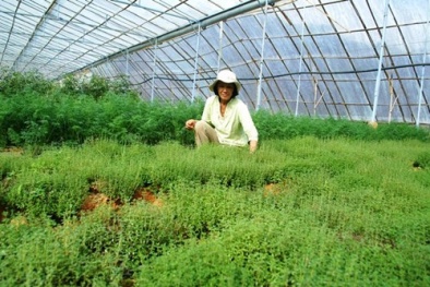 Những loại rau thơm có nguy cơ gây yếu sinh lý 