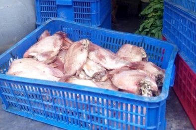 Xác minh thông tin học sinh ăn phải thực phẩm thối