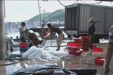 Xây dựng Khánh Hòa thành trung tâm nghề cá vùng Nam Trung bộ