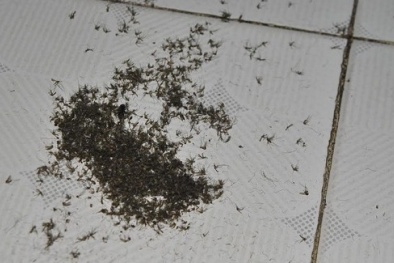 Người dân Thủ đô 'gánh thảm họa' muỗi