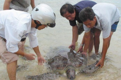 Rùa biển quý hiếm lạc vào Phá Tam Giang