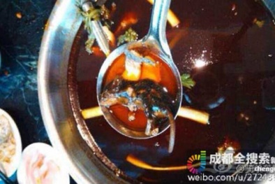 Trung Quốc: Mất hàng chục triệu vì chuột ngoe nguẩy trong nồi lẩu