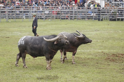 Chọi trâu Phúc Thọ: Nước mắt anh em ngày bắt thăm