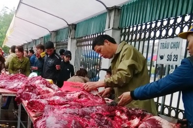 Lễ hội chọi trâu Phúc Thọ: Bắt nhiều người bán thịt trâu chọi rởm