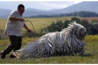 Những loài động vật kỳ lạ nhất thế giới