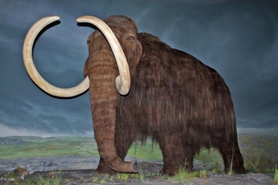 Hi vọng phục sinh các loài động vật đã tuyệt chủng