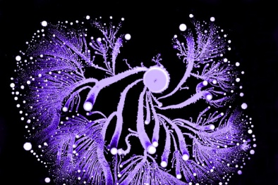 Những kiệt tác nghệ thuật được tạo nên từ vi khuẩn