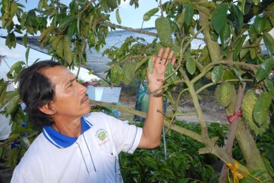 Chán lá khoai lang, thương lái lạ chuyển sang mua lá mãng cầu xiêm
