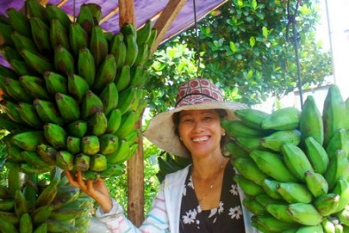 Công dụng tuyệt vời của chuối hột trong chữa bệnh